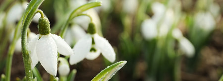 Closeup view of beautiful snowdrops growing outdoors, banner design with space for text. First spring flowersの写真素材