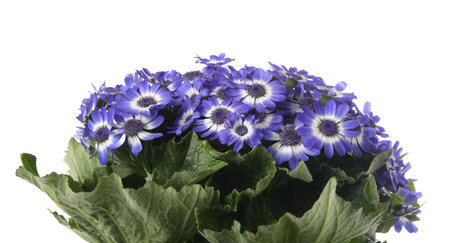 Beautiful purple cineraria flowers on white backgroundの写真素材