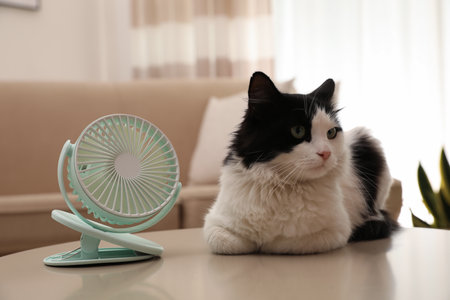 Cute fluffy cat enjoying air flow from fan on table indoors. summer heatの写真素材