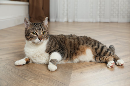 Cute cat resting on warm floor at home. heating systemの写真素材