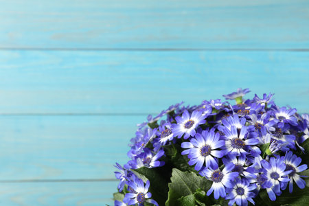 Beautiful purple cineraria flowers on light blue wooden background, closeup. Space for textの写真素材