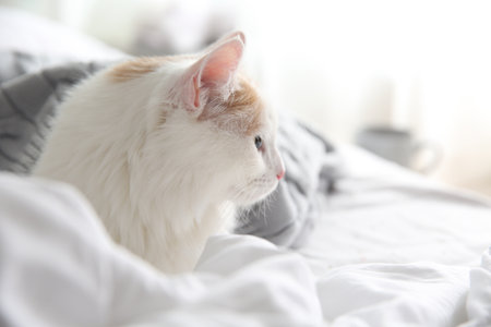 Cute fluffy cat covered with plaid on bedの写真素材