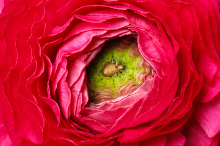 Closeup view of beautiful delicate ranunculus flowerの写真素材