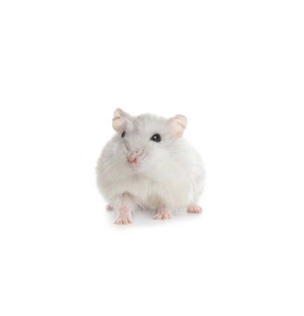 Cute funny pearl hamster on white backgroundの写真素材