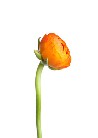 Beautiful fresh ranunculus flower isolated on whiteの写真素材