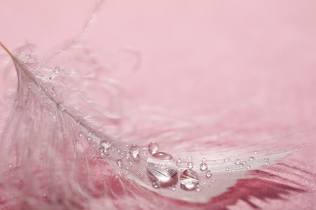 Close up view of beautiful feather with dew drops on pink backgroundの写真素材