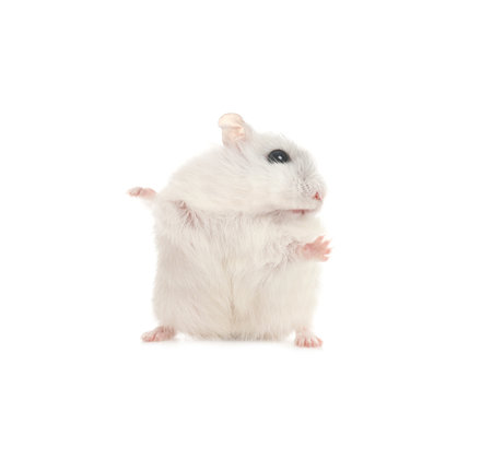Cute funny pearl hamster on white backgroundの写真素材
