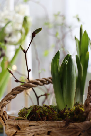 Spring shoot of Hyacinth planted in wicker basket at home, closeupの写真素材