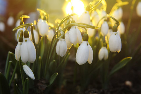 Fresh blooming snowdrops growing outdoors. spring flowersの写真素材