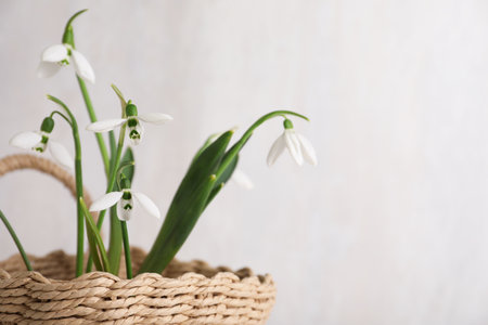 Beautiful snowdrops in wicker basket against light gray background, closeupの写真素材