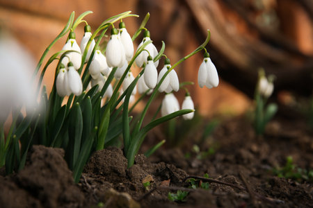 Fresh blooming snowdrops growing outdoors, space for text. spring flowersの写真素材