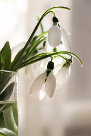 Beautiful snowdrops in glass indoors. First spring flowersの写真素材