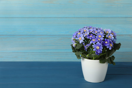 Purple cineraria plant in flower pot on blue wooden table. Space for textの写真素材