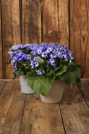 Beautiful purple cineraria plants in flower pots on wooden tableの写真素材