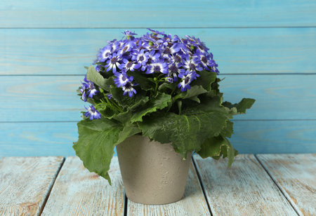 Beautiful purple cineraria plant in flower pot on white wooden tableの写真素材