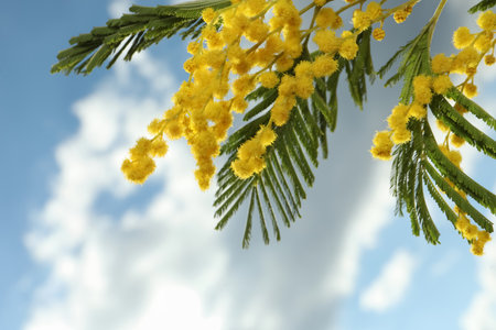 Beautiful branch with mimosa flowers against blue skyの写真素材