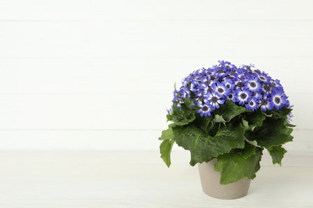 Beautiful purple cineraria plant in flower pot on white table. Space for textの写真素材