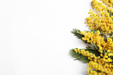 Beautiful mimosa flowers on white background, top viewの写真素材