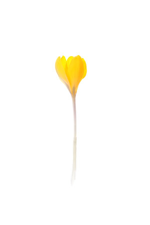 Beautiful yellow crocus flower isolated on whiteの写真素材