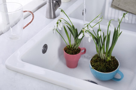 Beautiful potted snowdrops in the sink. Space for textの写真素材