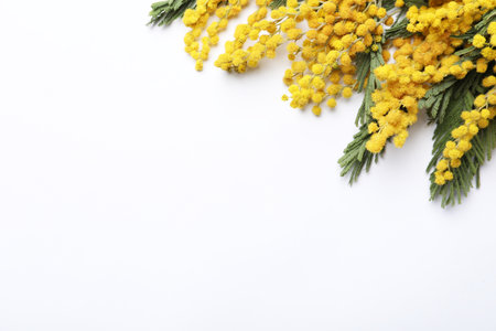 Beautiful mimosa flowers on white background, top viewの写真素材