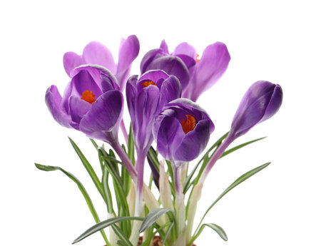 Beautiful purple crocus flowers on white backgroundの写真素材