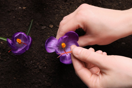 Woman with beautiful Saffron crocus flower outdoors, top viewの写真素材