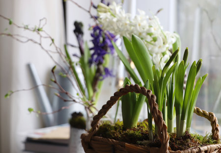 Spring shoots of Narcissus and Hyacinth planted in wicker basket on window sill, closeup. space for textの写真素材