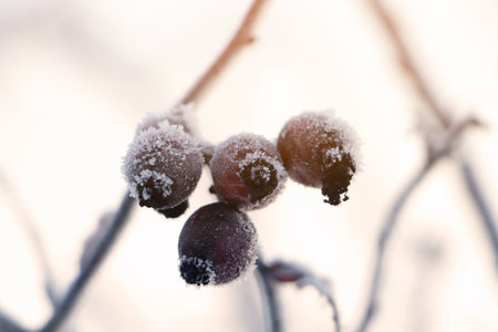 Berries on branch covered with hoarfrost outdoors, closeup. winter morningの写真素材