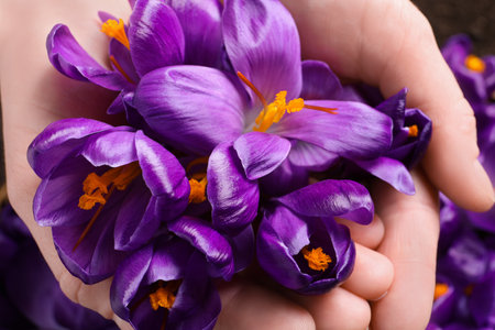 Woman holding pile of beautiful Saffron crocus flowers, top viewの写真素材