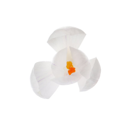 Beautiful fresh crocus flower isolated on whiteの写真素材