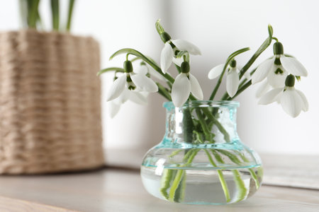 Beautiful snowdrop flowers in glass vase on wooden table, space for textの写真素材