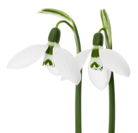 Beautiful snowdrops isolated on white. spring flowersの写真素材
