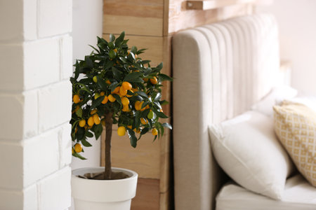 Potted kumquat tree with ripening fruits indoors. interior designの写真素材