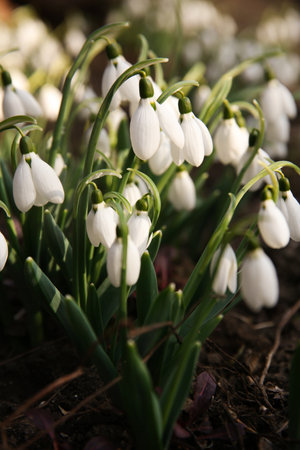 Fresh blooming snowdrops growing in soil. spring flowersの写真素材