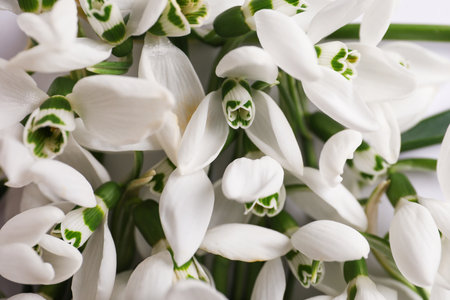 Beautiful spring snowdrops as background, closeup viewの写真素材