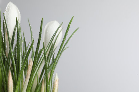 Beautiful crocuses with dew drops on white background. Space for textの写真素材