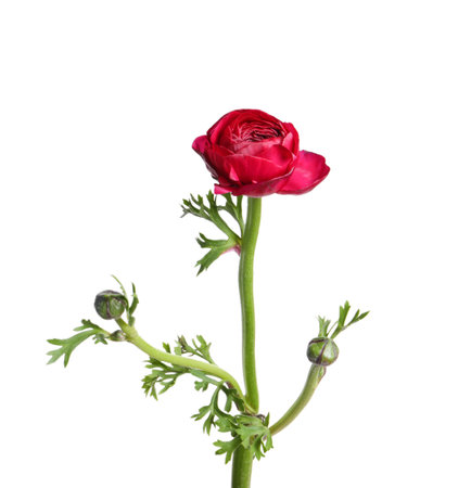 Beautiful fresh ranunculus flower isolated on whiteの写真素材