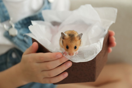 Little girl holding box with hamster at home, closeupの写真素材