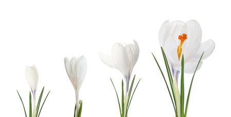 Beautiful spring crocus flowers on white background, banner design. Stages of growthの写真素材