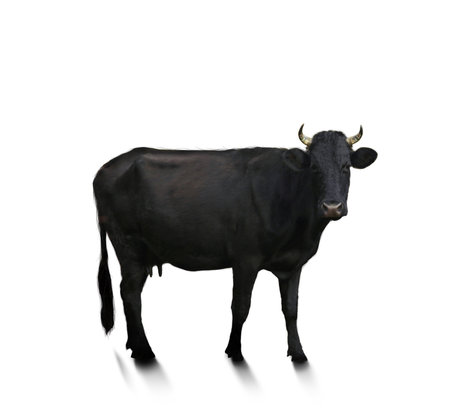 Beautiful cow isolated on white. farm animalsの写真素材