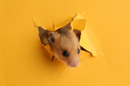 Cute little hamster looking out of hole in yellow paperの写真素材