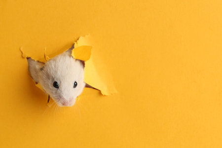Cute little hamster looking out of hole in yellow paper. Space for textの写真素材