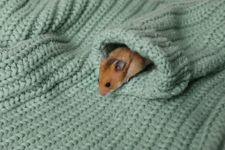 Cute little hamster in sleeve of green knitted sweater, space for textの写真素材
