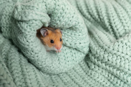 Cute little hamster in sleeve of green knitted sweaterの写真素材