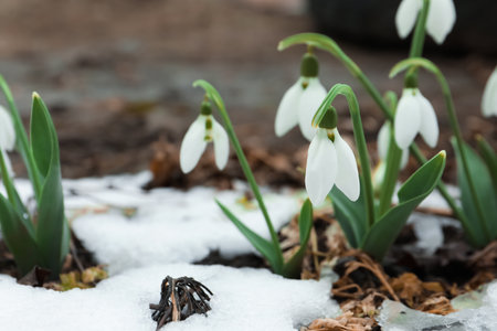 Beautiful blooming snowdrops growing outdoors, space for text. spring flowersの写真素材