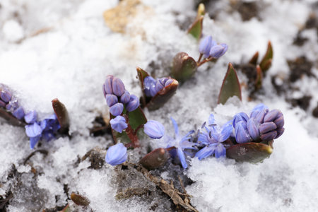 Beautiful lilac alpine squill flowers growing outdoors, above viewの写真素材