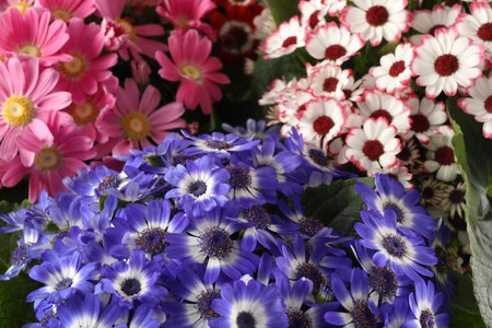 Beautiful cineraria flowers as background, closeup viewの写真素材