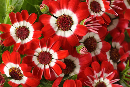 Beautiful red cineraria flowers as background, closeupの写真素材