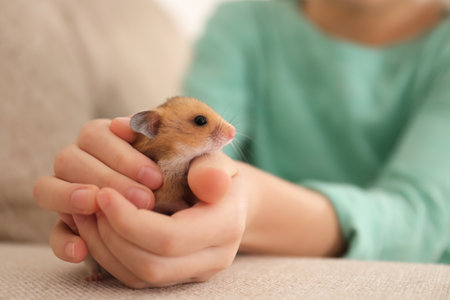 Little girl holding cute hamster at home, closeupの写真素材
